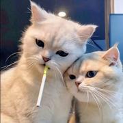 冰可乐乂的个人资料头像