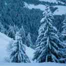 yndog的个人资料头像