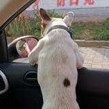 办理签证的马守学头像