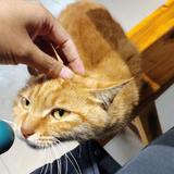 石灰李串串头像