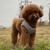 寨卜昌头像