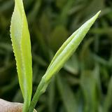 茶道人生头像
