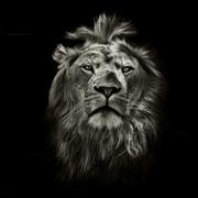 豆蔻75的个人资料头像