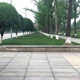 中央的公园头像