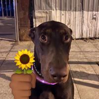 想有一台帕拉梅拉头像