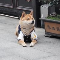 初夏哥哥爱摩托头像