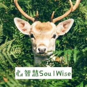 心智慧soulwise头像