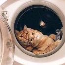 捡垃圾收彩电的个人资料头像