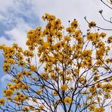 一塌糊涂虫子头像