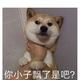 正直西瓜丶头像