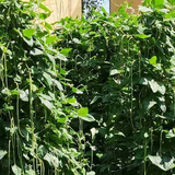 风吹稻花香abc头像