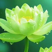 巴三莲的个人资料头像