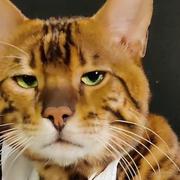 A_Common_Man的个人资料头像