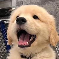 趴趴熊电子商务头像