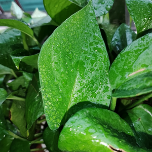 浅蓝色的爱521头像