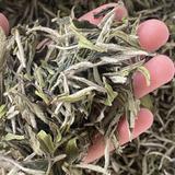 FD白茶头像
