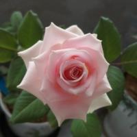 非凡海燕Se头像