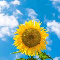 悠闲漫步111头像