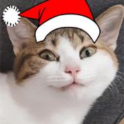 张仨的个人资料头像