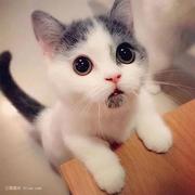 懒懒的小飞猪的个人资料头像