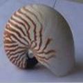 陶瓷海螺头像