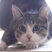 呆橘的个人资料头像