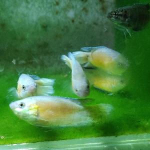 江湖养鱼人头像