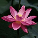 南江728头像