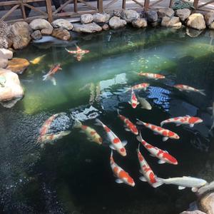 福鳞水族头像