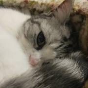 仕贤的个人资料头像