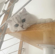 苏格拉为什么没有底的个人资料头像