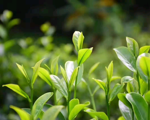 福韵单枞茶头像