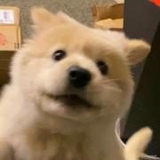 瓜瓜i的个人资料头像