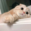 cj丹头像
