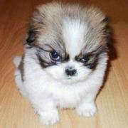 风公子的个人资料头像