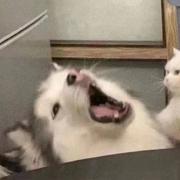 0021的个人资料头像