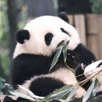 爱生活的芒果hH头像