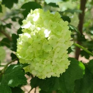 老魏biubiu头像