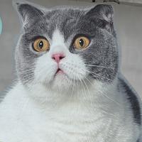 贝吉塔的大表哥头像