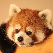 会写代码的小熊猫的个人资料头像