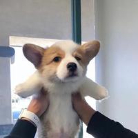 养只小青鱼c头像