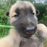 昵称用户名来的头像