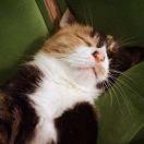 烂苹果解解的个人资料头像