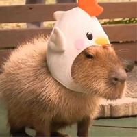 用户3879730636287头像