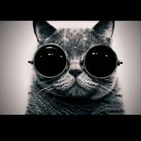 黑猫警长62686头像