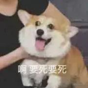 瞅什么瞅就说你呢的个人资料头像