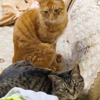 困困鱼12138头像