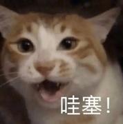介个酒肆爱琴的个人资料头像
