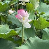 直爽河流Nm头像