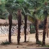 今天放烟花头像